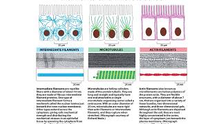 Ch17 Cytoskeleton [upl. by Aggappora302]