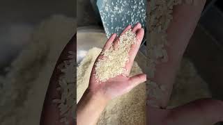 300 kgh rubber roller rice mill removes impurities and screens broken rice [upl. by Clarance]