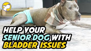 Help Your Senior Dog With Incontinence Urinary accidents [upl. by Naid]