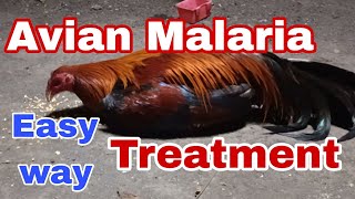 Avian Malaria treatment [upl. by Staw]