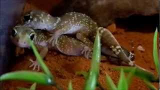 Thick tail geckos breeding  Underwoodisaurus milii [upl. by Karalynn]