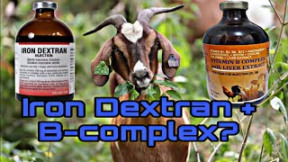 MAG INJECT TAYO NG IRON DEXTRAN AT BCOMPLEX WITH LIVER EXTRACT SA MGA ALAGA NATING KAMBING [upl. by Henriques436]