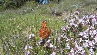 Euphydryas desfontainii Damier de Godart femelle butine [upl. by Kearney]