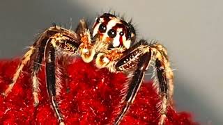 Amaging Spider Closeup spider yoitubeshortsvideo youtubevideo youtubesearch Insectopedia123 [upl. by Arman396]