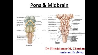 Pons amp Midbrain  Neuroanatomy Lecture [upl. by Asina]