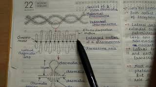 Polytene and Lampbrush Chromosomes by MsPoornima HR [upl. by Ajssatsan905]