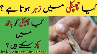 Is House Gecko Chupkilee Poisonous  Kya Chipkali Mein Jahar Hota Hai [upl. by Gipps]