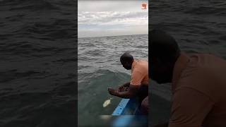 Catching Blacktip Trevally with Prawn Baits fishing fishingvideo oceanfishing [upl. by Sikram]