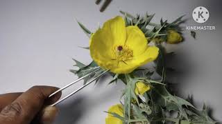 Family  Papaveraceae  Argemone maxicana सत्यानाशी floral dissection of Mexican poppytaxonomy [upl. by English]