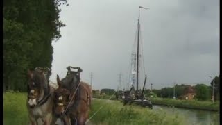 Large Boat towed by Belgian Draft Horses  Trekschuit [upl. by Alegnaed]