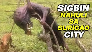 TOTOONG SIGBIN NAHULI SA SURIGAO CITY  ALAGA DAW ITO NG MGA ASWANG  Kienn Thoughts [upl. by Nalyorf]