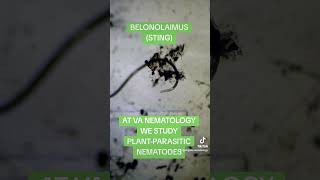 NEMATODE QUICK FACTSnematodes agriculture stem microscope [upl. by Astrahan405]