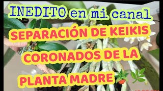 🌿 SEPARANDO KEIKIS CORONADOS DE LA PLANTA MADRE 😱🫣😃🪴 [upl. by Drofhsa]