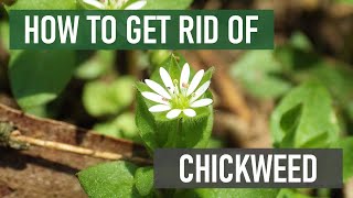 How to Get Rid of Chickweed 4 Easy Steps [upl. by Akenal]