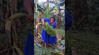 Harvesting bananas in Uganda farmingvideos gardening urbanfarm garden bananafarming banana [upl. by Anoif]