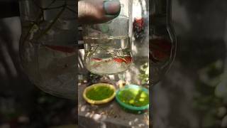 Shrimp Ke Bachhe Kaha Gye fish youtubeshorts shorts [upl. by Hadias68]