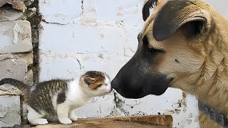 Dogs Who Love Their Kitten Since The Moment They Met  CATS AND DOGS Awesome Friendship [upl. by Reagan]