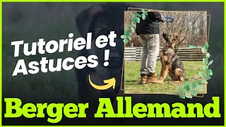 Les meilleurs conseils pour dresser votre Berger Allemand [upl. by Ys]