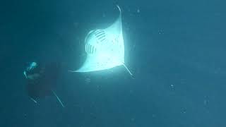 Snorkeling with Mantarays in the Maldives [upl. by Milde287]