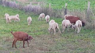 CABRA GALEGA OVELLA GALEGA 100autoctonasdegaliciaquotGANDERÍA GALLAECIAquot MATUSIÑOS [upl. by Kaslik]