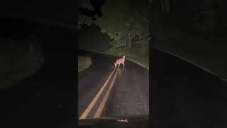 MAMA DEER HELPING HER NEWBORN STRUGGLING TO CROSS THE ROAD [upl. by Jodee]