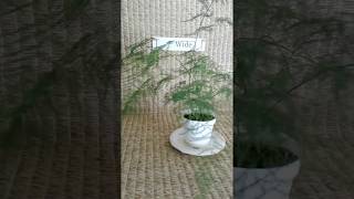 Plumosa fern from my Online Plant Nursery in Phoenix AZ [upl. by Merrell]