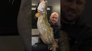 Massive Burbot Caught Ice Fishing [upl. by Sible868]