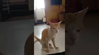 How He Says About His Hunger  😻  He Wanted Meal trending cat cattitude funny catvideos [upl. by Narhem]