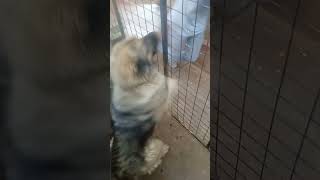 Ovcharka shortsfeed caucasianshepherd shortsvideo shortsvideo dogtraining 25pawz [upl. by Lorrimor]