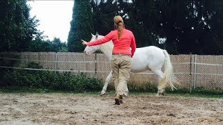 Körpersprache der Pferde 🗣🙋‍🐴  Bodenarbeit Natural Horsemanship freies Reiten [upl. by Blus]