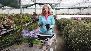 Potting up a Streptocarpus  Lynne Dibley [upl. by Crellen46]