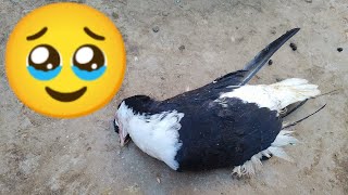 Pigeon expire ho Gaya ðŸ¥¹ðŸ¥¹ [upl. by Debbra]