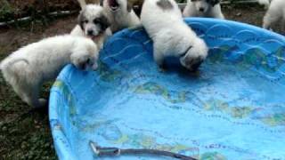 Great Pyrenees puppies in swimming pool [upl. by Annah]