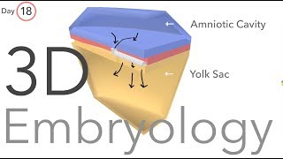 Gastrulation  Embryology [upl. by Ardnasal]