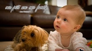 Yorkie Dogs Meeting Babies for the First Time  Yorkie Dog Laughing and Playing Baby Compilation [upl. by Editha]