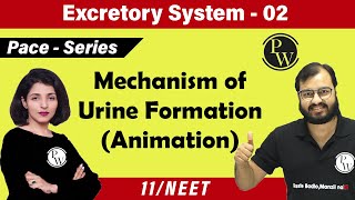 Excretory System  02 Chapter 19  Mechanism of Urine Formation  Class 11  NEET [upl. by Chaves893]