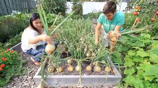 Our Biggest Onion Harvest to Date  100 Organically Grown [upl. by Yahsed]