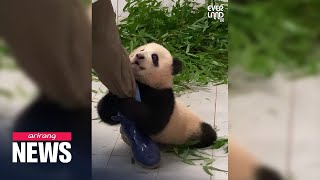 Meet Fu Bao the first panda born in Korea [upl. by Akoyn857]