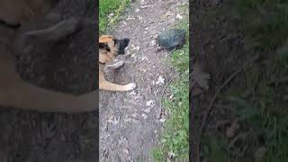 Woozle and Harley meet a snapping turtle [upl. by Zaob957]