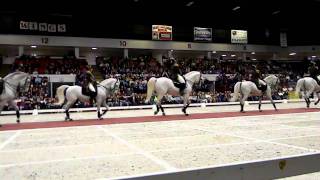 The World Famous Lipizzaner Stallions [upl. by Lexa]