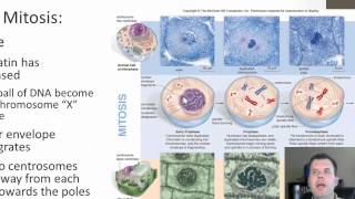 Mitosis and Cytokinesis [upl. by Finlay]