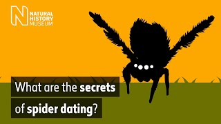 What are the secrets of spider dating  Natural History Museum [upl. by Audrit]