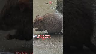 Rat eating holding with hand close video rat mouse pets [upl. by Atiuqiram]