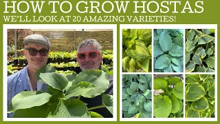 Plant profile how to grow Hostas [upl. by Yenitsed]