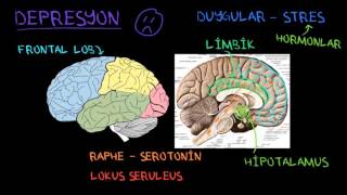 Depresyonun Biyolojik Temeli Psikoloji  Davranış Sağlık Bilgisi ve Tıp [upl. by Nosydam]