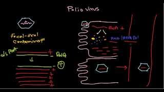 Polio virus life cycle [upl. by Tarrance289]