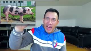 How to Start a Piggery Business Philippines in 2024 [upl. by Alfeus33]