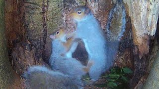 Squabbling Grey Squirrels  Discover Wildlife  Robert E Fuller [upl. by Hailed]