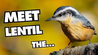 Cutest Nuthatch There Ever Was  Redbreasted Nuthatch Fun Facts [upl. by Leiser]