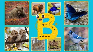 Fun Animal Names Starting with B  Learn with Usquot BEAR  BUTTERFLY  BOX TURTLE  BABOON animals [upl. by Wendi]